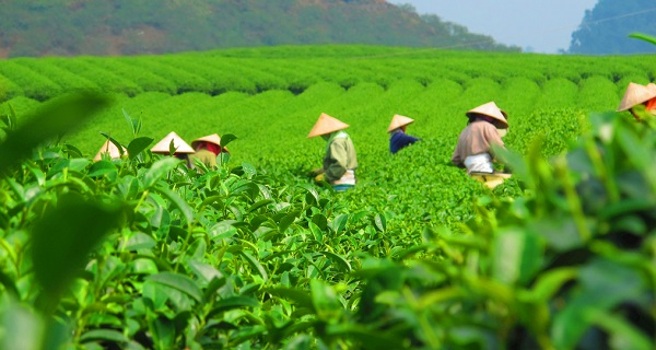 用科學(xué)說話春茶是否存在農(nóng)藥超標(biāo)問題？用農(nóng)藥殘留速測儀一測究竟！